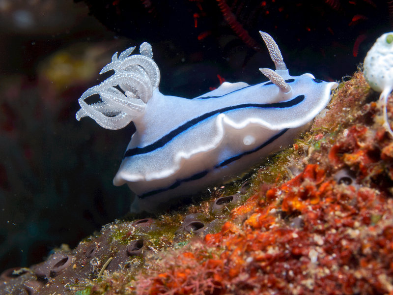 Nudibranch, Escarceo
